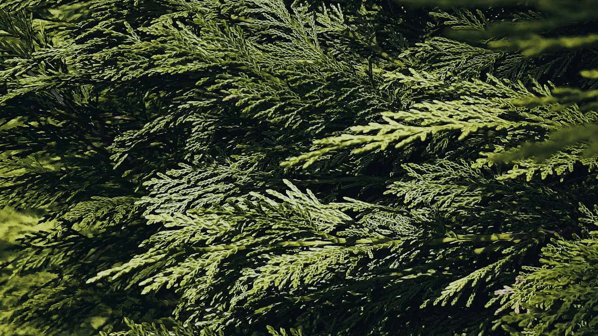 1. Cedar
