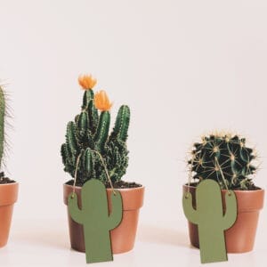 Wooden Cactus Decoration: Set of three charming potted cacti with cute wooden cactus tags. Perfect for home decor.