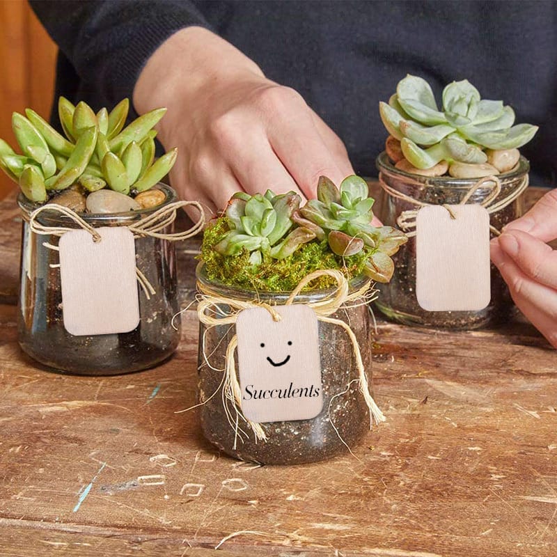 Succulents in jars with rectangular wooden tags. Wholesale craft supplier.