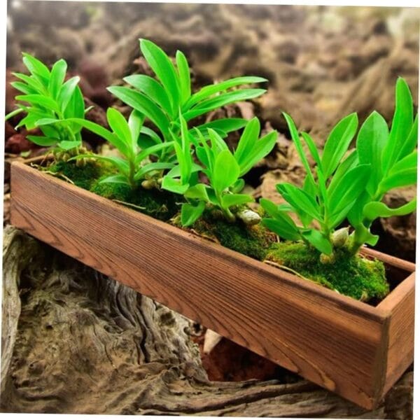 Rustic rectangular wooden planter box, showcasing three lush green plants nestled in moss. Perfect for succulents or orchids.