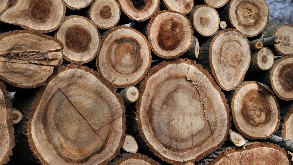 What Are the Circles in Wood Called