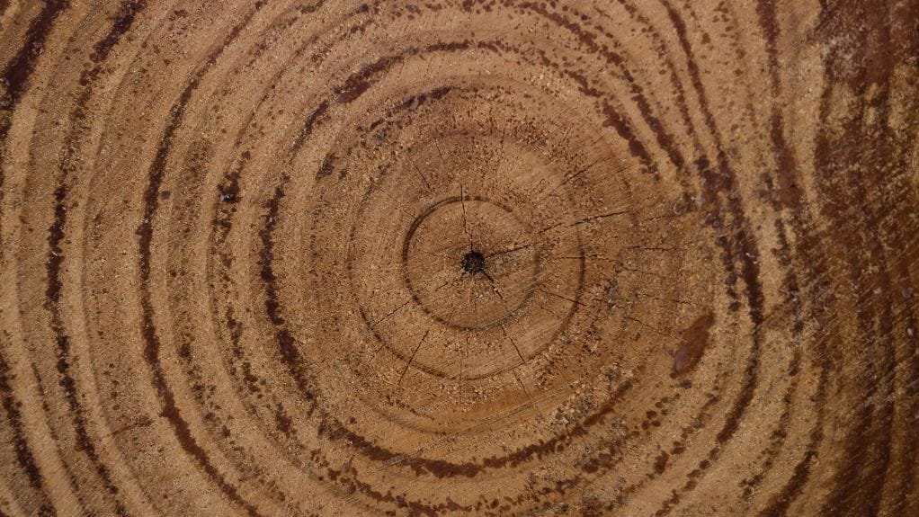 What Are the Circles in Wood Called