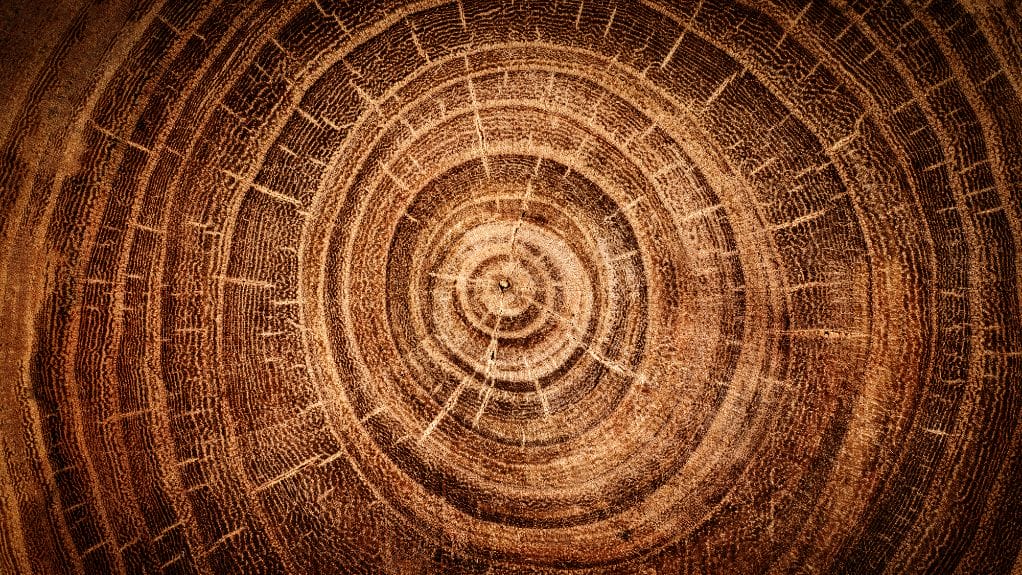 What Are the Circles in Wood Called