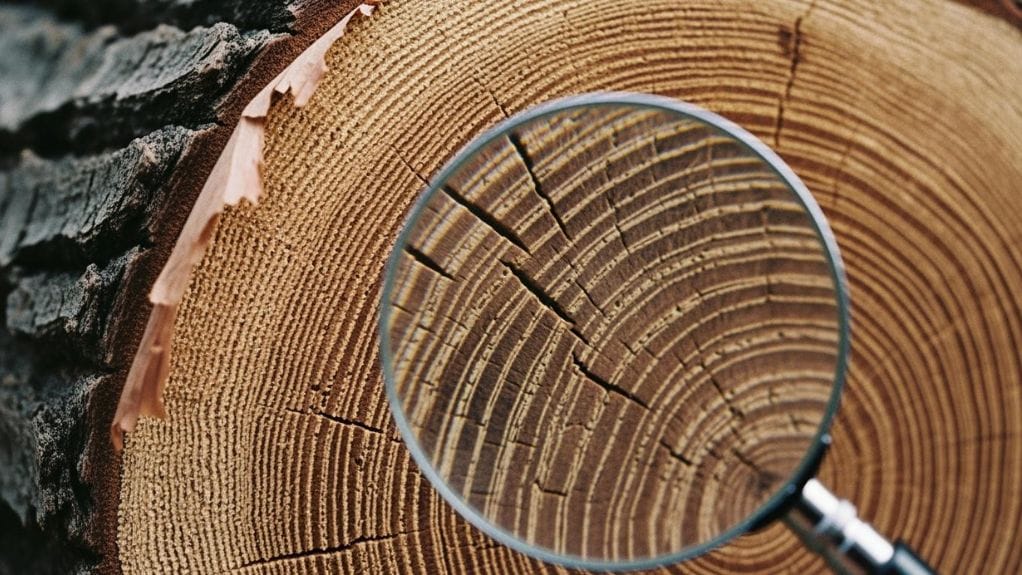 What Are the Circles in Wood Called? Key to Wood Grain and Woodworking