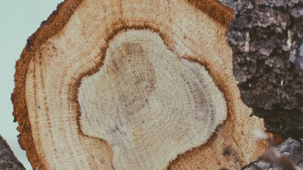 What Are the Circles in Wood Called