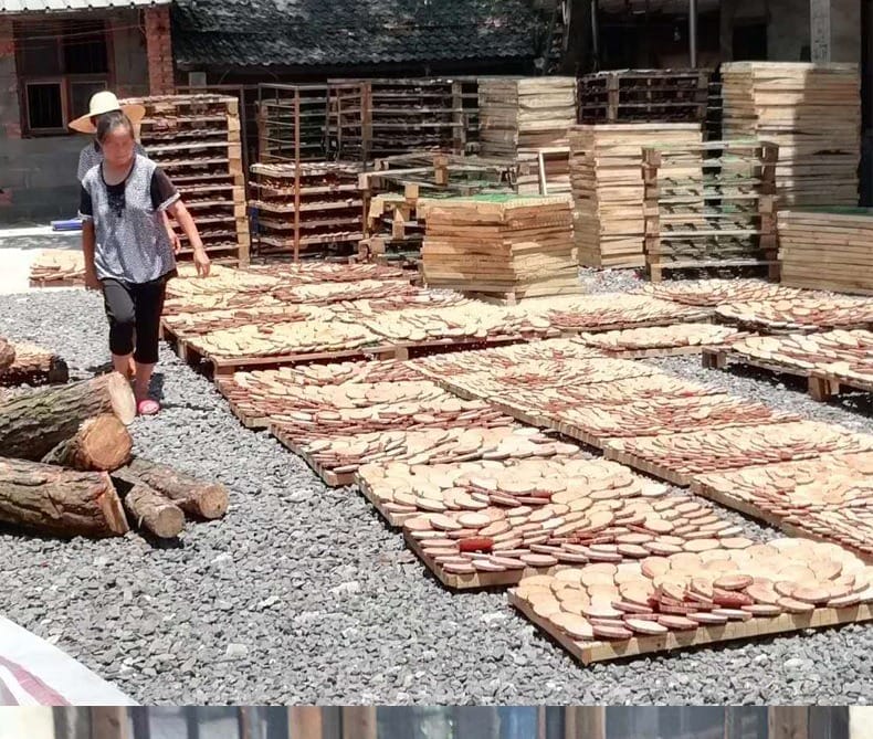 Sliced wood pieces drying on pallets outdoors. Woman walks nearby.